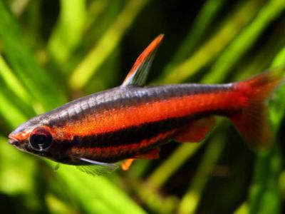 Coral Red Pencilfish