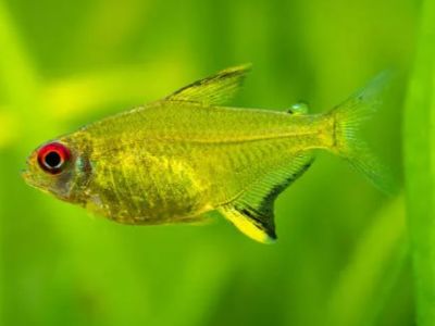 Lemon Tetra
