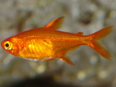 Ember Tetra