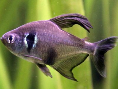 Black Phantom Tetra
