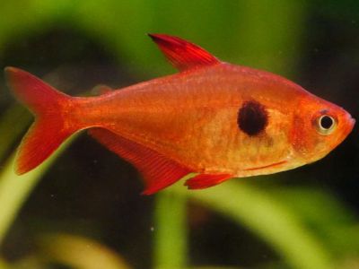 Red Phantom Tetra