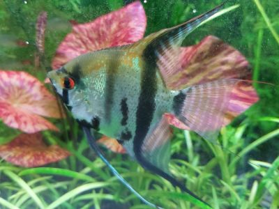 Angelfish