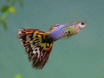 Guppy