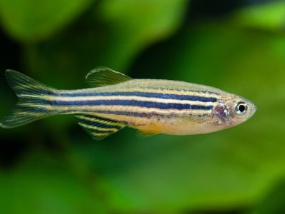 Zebrafish