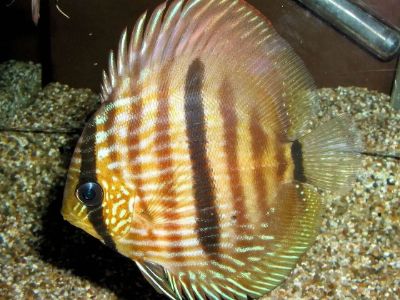 Heckel Discus