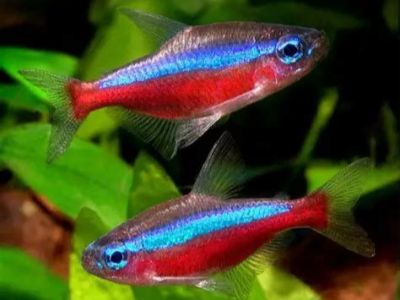 Cardinal Tetra