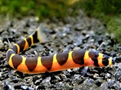 Kuhli Loach