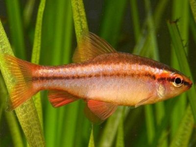 Cherry Barb