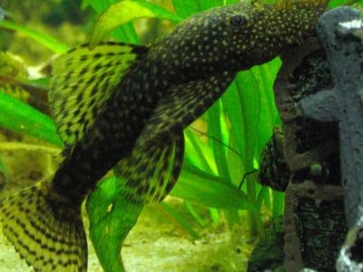 Dwarf Pleco (L183)