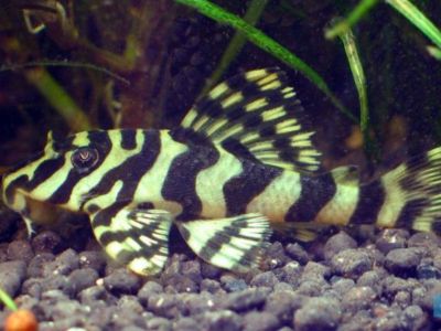 Leopard Frog Pleco (L134)
