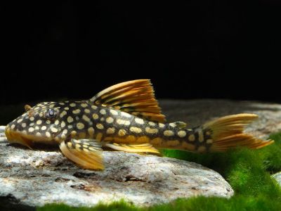 Sunshine Pleco (L14)