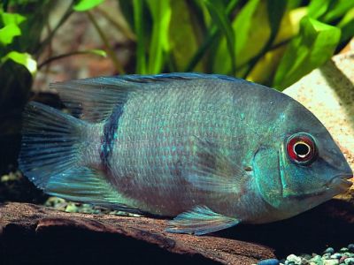 Severum Cichlid