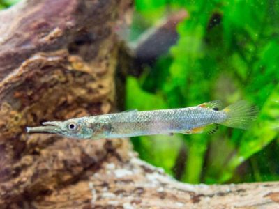 Wrestling Halfbeak