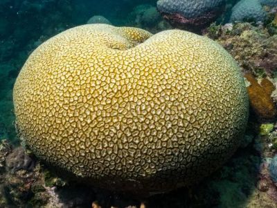 Brazilian Brain Coral