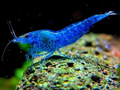 Blue Dream Shrimp
