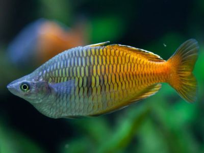 Boeseman's Rainbowfish