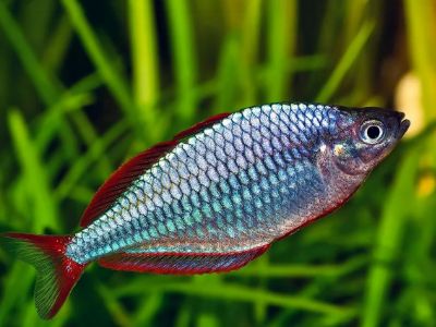 Lake Kutubu Rainbowfish