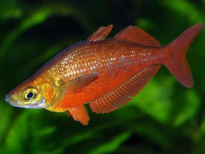 Red Rainbowfish