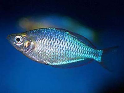 Dwarf Rainbowfish