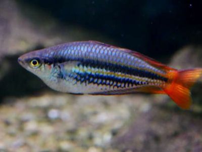 Papuan Rainbowfish
