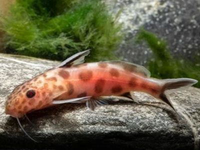 Golden Cuckoo Catfish