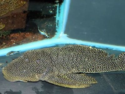 Golden Nugget Pleco