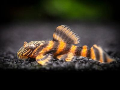 Red Panaque Pleco
