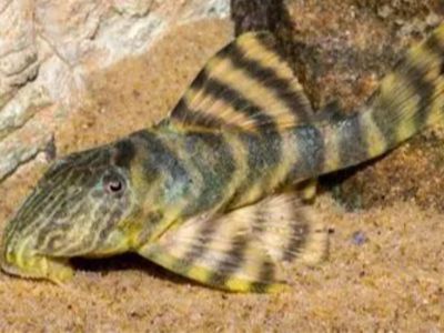 Orange Panaque Pleco