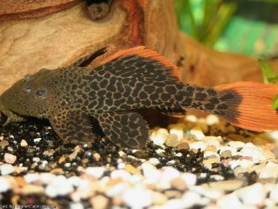 Leopard Pleco