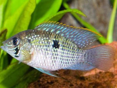 Blue Acara