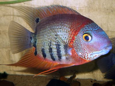 Severum