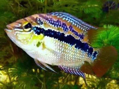 Salvini Cichlid