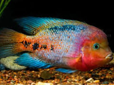 Quetzal Cichlid