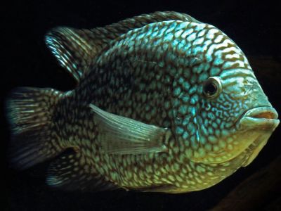 Texas Cichlid