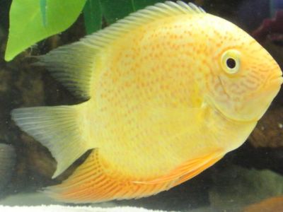 Gold Severum