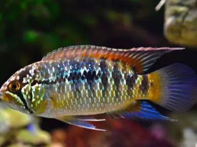 Zebra Acara