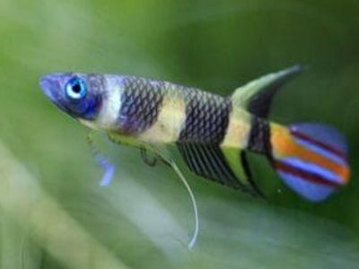 Clown Killifish