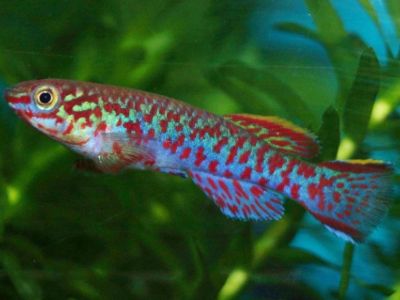 Steel Blue Killifish
