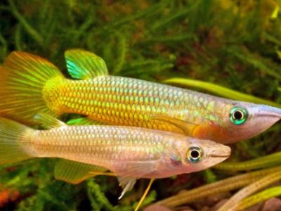 Striped Panchax