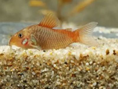 Hephaestus Cory