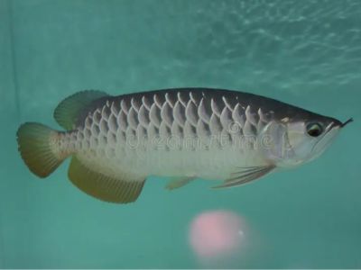 Silver Arowana