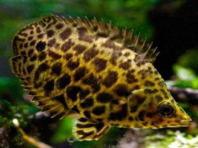 Leopard Bush Fish