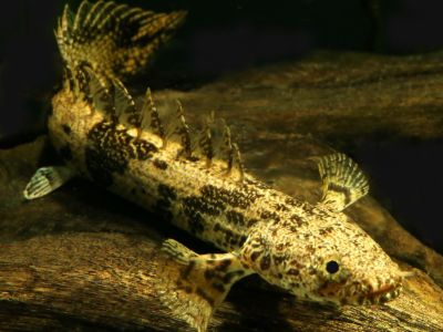 Saddled Bichir