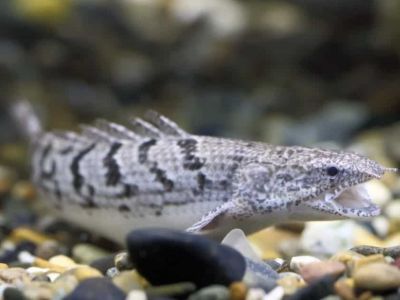 Gray Bichir