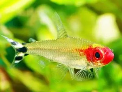 Rummy Nose Tetra