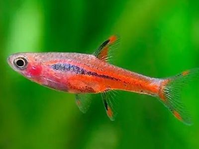 Chili Rasbora