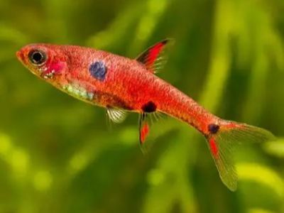 Dwarf Rasbora