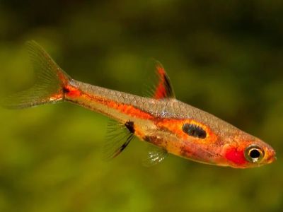 Phoenix Rasbora