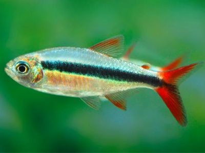 Red Tail Penguin Tetra