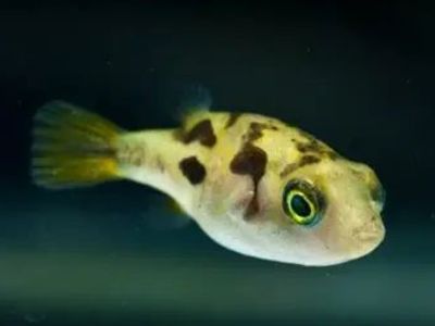 Dwarf Pufferfish